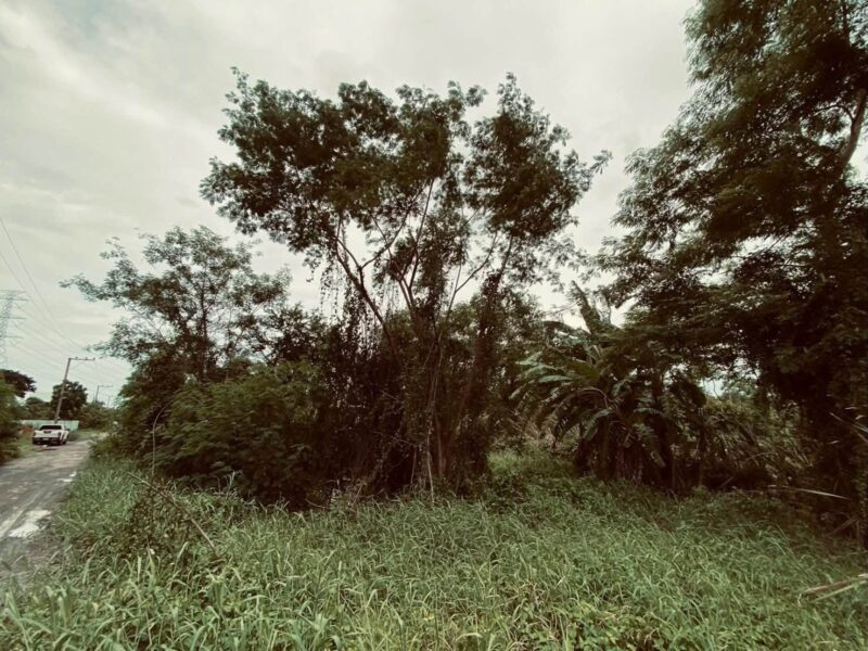 ขายถูกต่ำกว่าประเมิน 292 ตรว ติดถนนสาธารณะ คลอง 13 ฝั่งตะวันตก หนองจอก กทม.