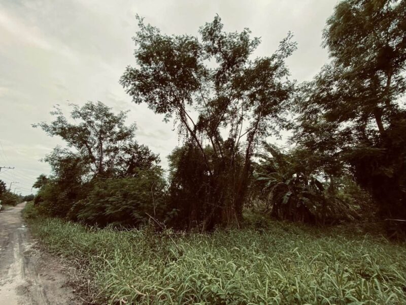 ขายถูกต่ำกว่าประเมิน 292 ตรว ติดถนนสาธารณะ คลอง 13 ฝั่งตะวันตก หนองจอก กทม.