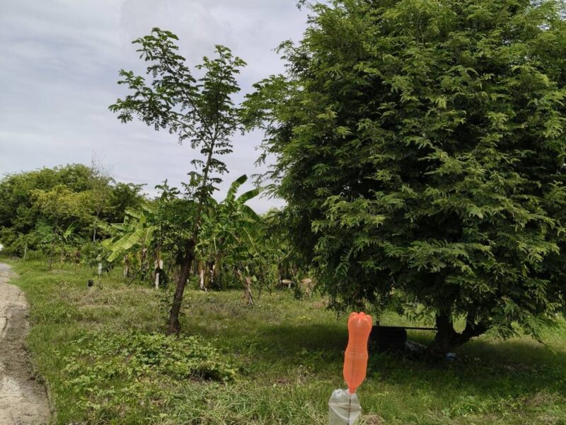 ขายที่ดินเปล่า 1 ไร่ (400 ตร.ว.) ต.มาบแค อ.เมืองนครปฐม โฉนดครุฑแดง พร้อมโอน เจ้าของขายเอง 1,850,000 บาท