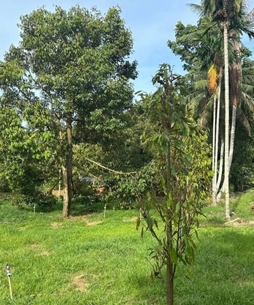ขายสวนทุเรียนสวย เนื้อที่ 10 ไร่ ติดถนนดำ อ.ละแม จ.ชุมพร