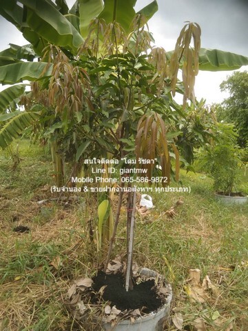 DSL-295.2 ขาย ที่ดิน ที่ดินซอยแย้มผกา 2 (บางบอน 4) 2 งาน 237 ตร.วา กรุงเทพ หนองแขม 4500000 บาท