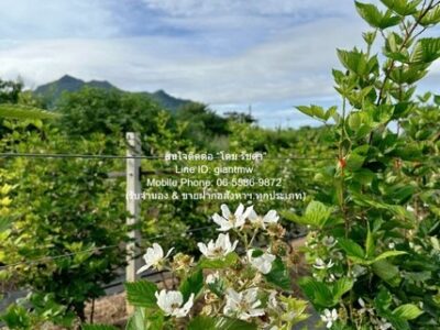DSL-838 ขาย ที่ดิน ขายที่ดิน พร้อมกิจการฟาร์มเกษตร 26 ไร่ ใกล้วัดพระขาว ปากช่อง นครราชสีมา ราคา 60 ล้านบาท ใกล้กับ วัดเทพพิทักษ์ปุณณาราม