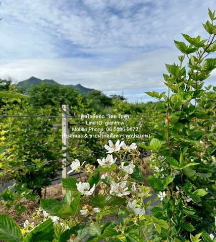 DSL-838 ขาย ที่ดิน ขายที่ดิน พร้อมกิจการฟาร์มเกษตร 26 ไร่ ใกล้วัดพระขาว ปากช่อง นครราชสีมา ราคา 60 ล้านบาท ใกล้กับ วัดเทพพิทักษ์ปุณณาราม