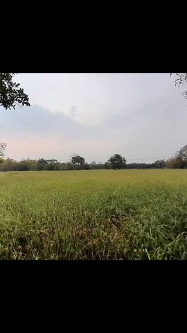 ขายที่ดินทำเลทอง เส้นหนองแค-สระบุรี อำเภอหนองแค จังหวัดสระบุรี 14 ไร่ 32 ตร.ว.