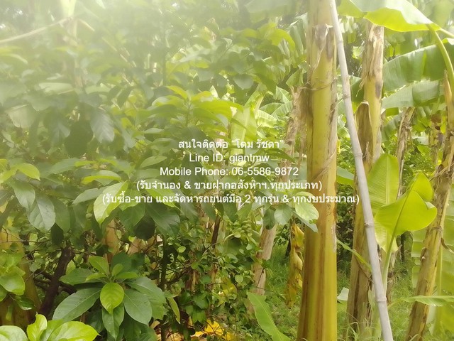 DSL-1009.2 ให้เช่า ที่ดิน ขายที่ดินเกษตรกรรมผืนใหญ่ 3-0-27.3 ไร่ ถนนพิบูลสงคราม นนทบุรี ใกล้กับ ห่างสถานี MRT แยกติวานนท์ ประมาณ 1.8 กม. 3