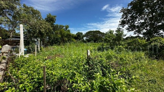 ที่ดิน บ้านปทุม สามโคก ทำเลดี ติดถนน ถมแล้ว ใกล้ความเจริญ
