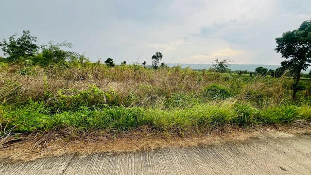 1 ขาย ที่ดิน ถูกสุด ที่วิวเขา ติดถนนคอนกรีต1แสนบาท 100ตรว. วังเพลิน โคกสำโรง ลพบุรี T .086-301-6161 100 ตารางวา ลพบุรี 100000 บาท