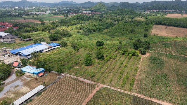 ที่ดินแปลงสวย ถนนซอยพลูตาหลวง50 แปลงเหลี่ยมสวย พร้อมต้นยางอายุประมาณ 2 ปี
