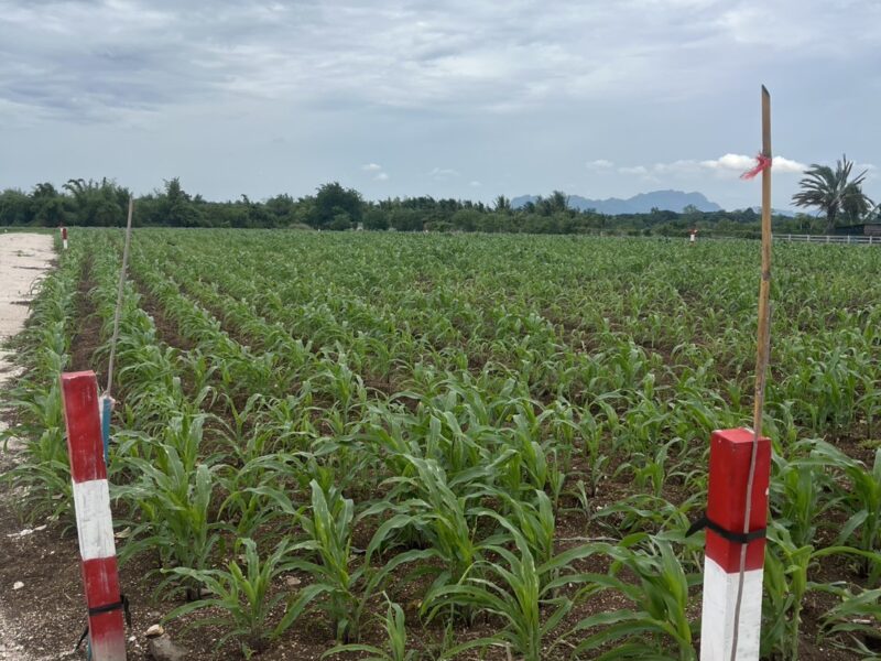 ขายที่ดินตำบลลำนารายณ์ อำเภอชัยบาดาล จังหวัดลพบุรี เริ่มต้น153 ตรว-205ตรว.โฉนดครุฑแดง