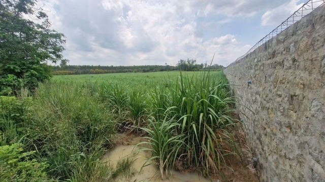 ขายที่ดิน 30-0-84 ไร่ สี่เหลี่ยมผืนผ้า อ.เกาะจันทร์ จ.ชลบุรี