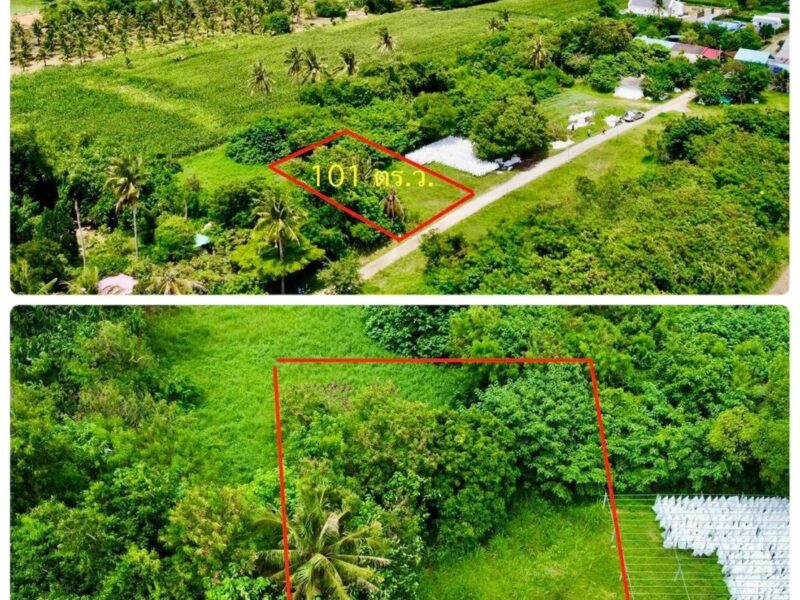 ที่ดิน ปากช่อง เขาใหญ่ 101 ตร.ว. 3 แสน น.ส4จ นครราชสีมา