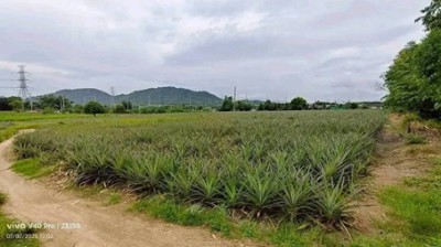ขายที่ดินหนองอิรุณบ้านบึงชลบุรี ขายที่ดิน 15 ไร่ อยู่ใกล้นิคมAsiaClean พื้นที่สีเหลือง