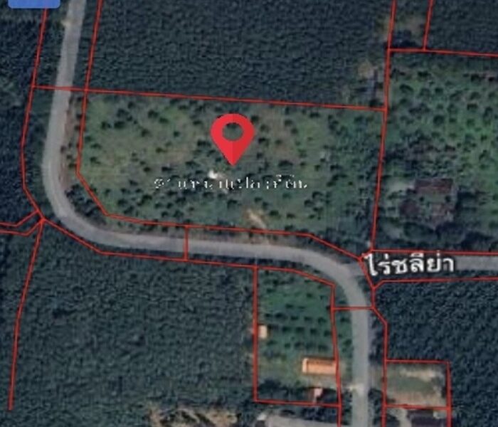 ขายสวนทุเรียนสวย เนื้อที่ 10 ไร่ ติดถนนดำ อ.ละแม จ.ชุมพร