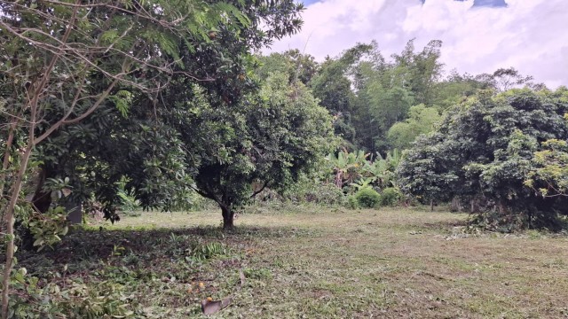 2388 ขาย ที่ดิน ที่ดินสันทราย เชียงราย ชั้นที่ 1