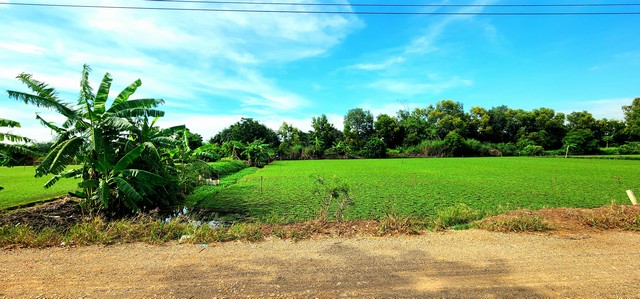 ขายที่ดิน คลอง 12 หนองเสือ 200 ตรว ติดถนน 8 ม. เหมาะปลูกบ้านสวน ทำเกษตรพอเพียงได้ อยู่ใกล้แหล่งชุมชน