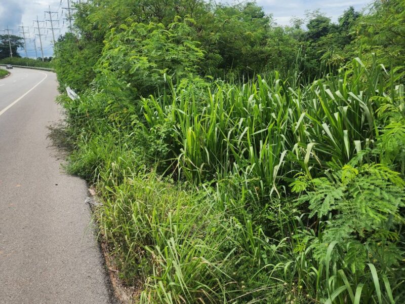 ขายด่วน! ที่ดิน 3 ไร่ ตำบลหนองระบัวระเหว จังหวัดชัยภูมิ ทำเลดี