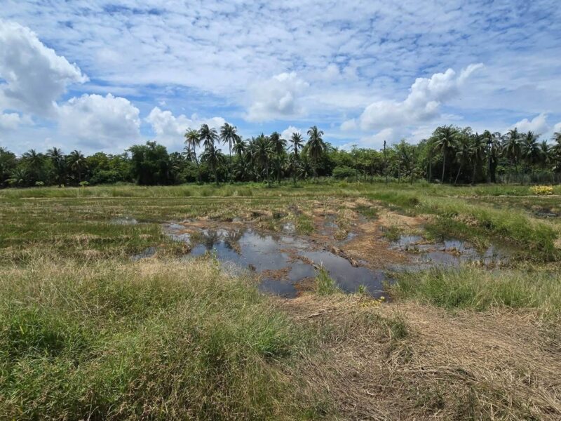 ขายด่วนที่ดิน 600 ตรว ติดถนนสาธารณะ ต.มหาสวัสดิ์ อ.พุทธมณฑล จ.นครปฐม