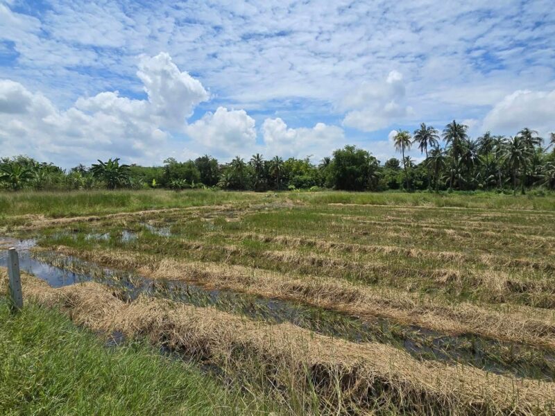 ขายด่วนที่ดิน 600 ตรว ติดถนนสาธารณะ ต.มหาสวัสดิ์ อ.พุทธมณฑล จ.นครปฐม