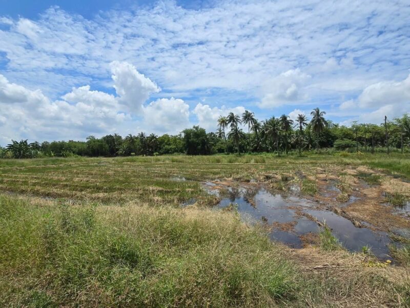 ขายด่วนที่ดิน 600 ตรว ติดถนนสาธารณะ ต.มหาสวัสดิ์ อ.พุทธมณฑล จ.นครปฐม