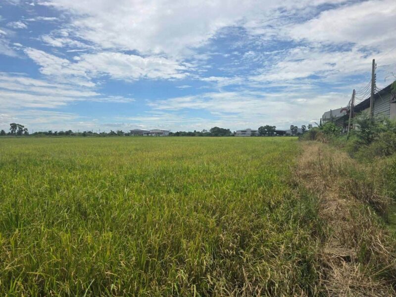 ขายด่วนที่ดิน 15 ไร่เศษ ติดถนนสาธารณะ 2 ด้าน ถ.บางบัวทอง-สุพรรณบุรี ไทรน้อย นนทบุรี