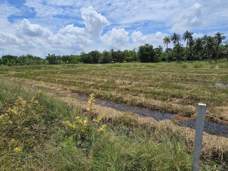 ขายด่วนที่ดิน 600 ตรว ติดถนนสาธารณะ ต.มหาสวัสดิ์ อ.พุทธมณฑล จ.นครปฐม
