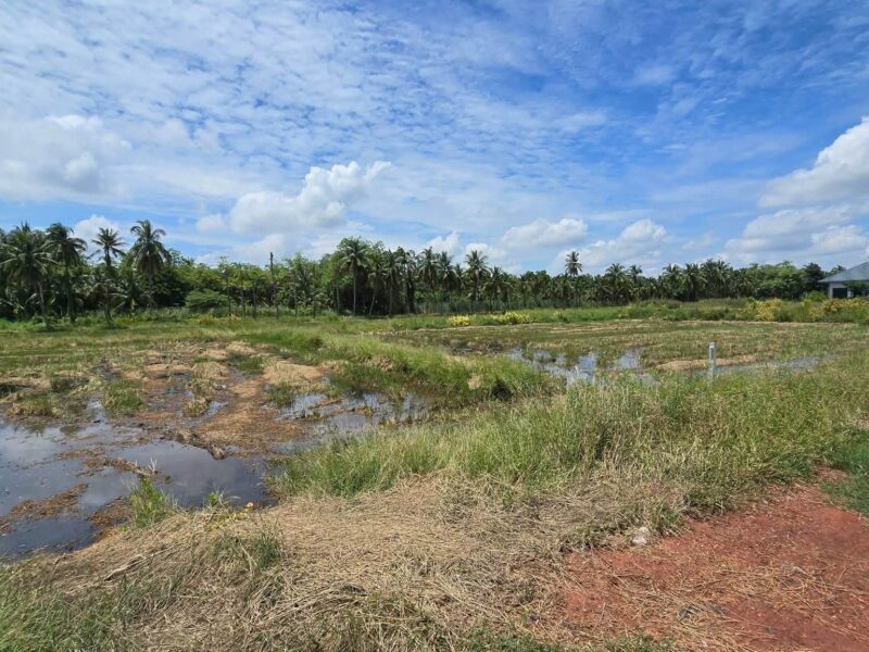 ขายด่วนที่ดิน 600 ตรว ติดถนนสาธารณะ ต.มหาสวัสดิ์ อ.พุทธมณฑล จ.นครปฐม