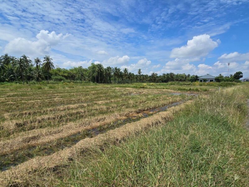 ขายด่วนที่ดิน 600 ตรว ติดถนนสาธารณะ ต.มหาสวัสดิ์ อ.พุทธมณฑล จ.นครปฐม