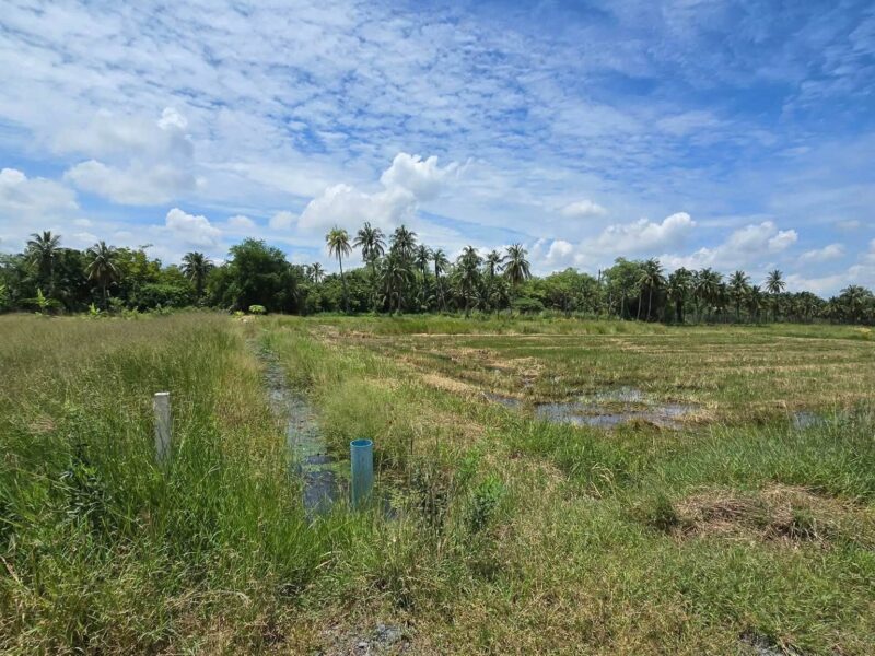 ขายด่วนที่ดิน 600 ตรว ติดถนนสาธารณะ ต.มหาสวัสดิ์ อ.พุทธมณฑล จ.นครปฐม