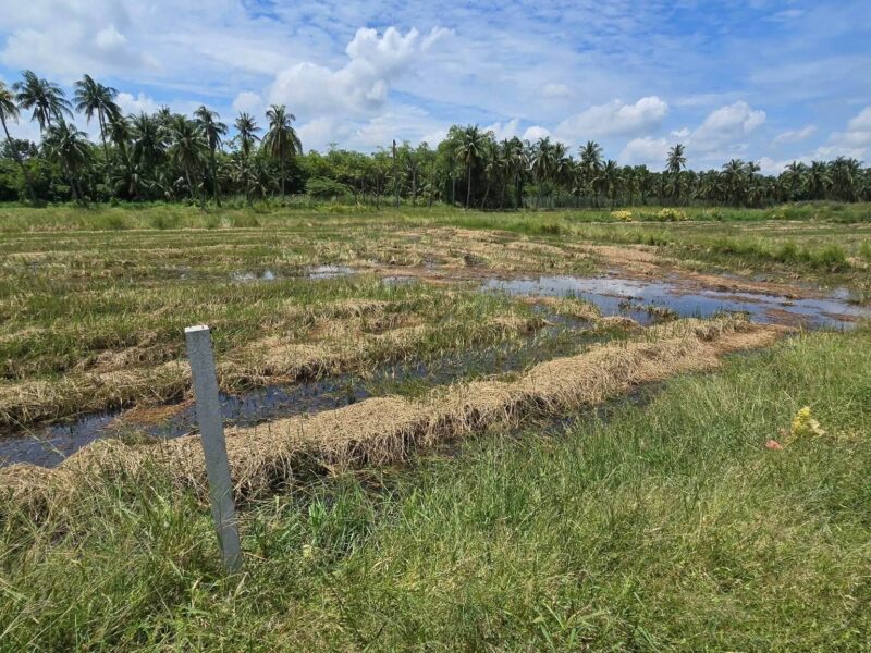 ขายด่วนที่ดิน 600 ตรว ติดถนนสาธารณะ ต.มหาสวัสดิ์ อ.พุทธมณฑล จ.นครปฐม