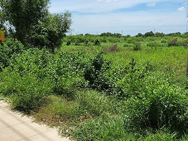 ทดคลองสามพี่เอ๋ ขาย ที่ดิน - ปทุมธานี 1000000 บาท