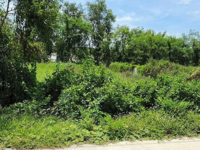 ทดคลองสามพี่เอ๋ ขาย ที่ดิน - ปทุมธานี 1000000 บาท