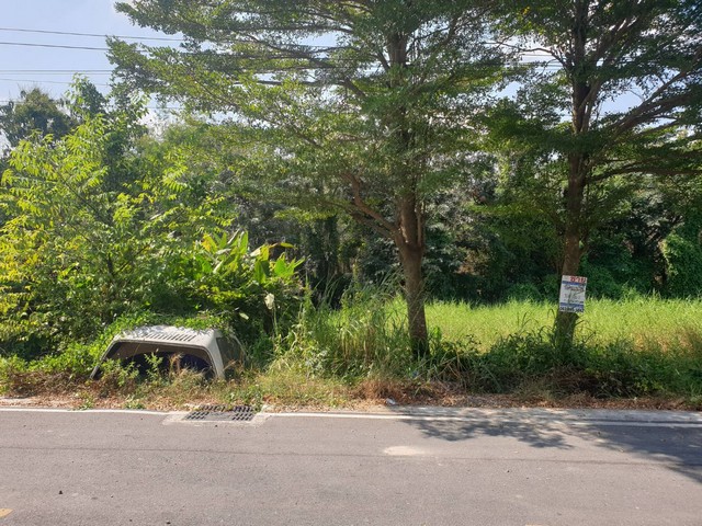 ทดคุณต้นคลอง8 ขาย ที่ดิน - ปทุมธานี 1000000 บาท