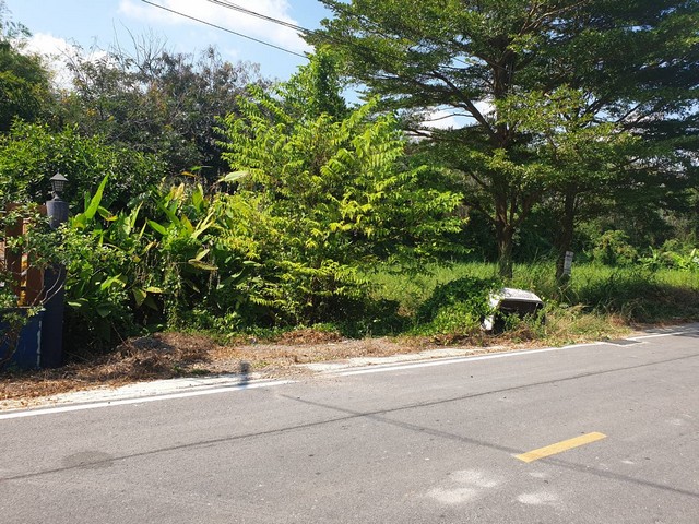 ทดคุณต้นคลอง8 ขาย ที่ดิน - ปทุมธานี 1000000 บาท