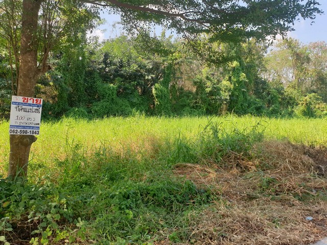 ทดคุณต้นคลอง8 ขาย ที่ดิน - ปทุมธานี 1000000 บาท