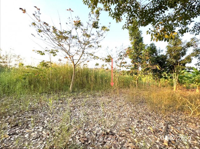 ขายที่ดินสมุทรสาคร 2 ไร่ อำเภอบ้านแพ้ว ถนน ประตูน้ำบางยาง - หนองนกไข่