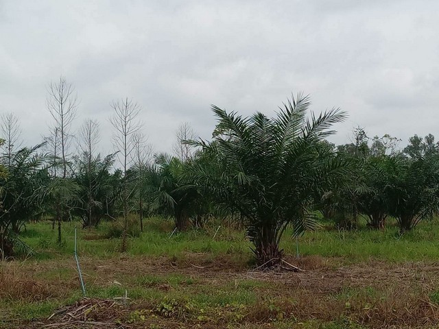 ขายที่ดิน โฉนดจำนวน 50 ไร่ แถมบ้านอีก 1 หลัง ต.ศาลาลาย อ.ชนแดน จ.เพชรบูรณ์