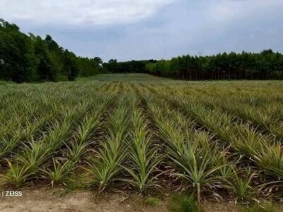 ขายที่ดิน 15 ไร่ หนองอิรุณ บ้านบึง ชลบุรี อยู่ใกล้นิคม AsiaClean