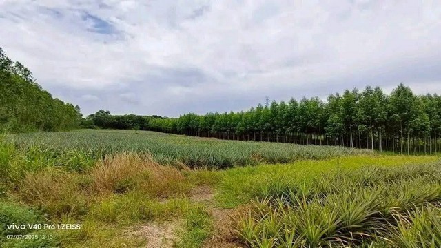 ขายที่ดิน 15 ไร่ หนองอิรุณ บ้านบึง ชลบุรี อยู่ใกล้นิคม AsiaClean