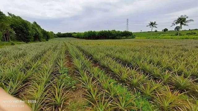 ขายที่ดิน 15 ไร่ หนองอิรุณ บ้านบึง ชลบุรี อยู่ใกล้นิคม AsiaClean
