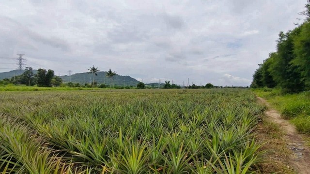 ขายที่ดิน 15 ไร่ เหมาะสำหรับสร้างโรงงานโกดัง หนองอิรุณ บ้านบึง ชลบุรี