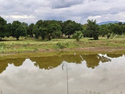 ขาย ที่ดิน ดอยหล่อ เชียงใหม่ 7 ไร่ 2 งาน 36 ตร.ว. ติดถนนทางหลวง 3096 สวนลำไยพร้อมเก็บผลผลิต น้ำสมบูรณ์ เหมาะทำเกษตร/โคกหนองนา/รีสอร์ท