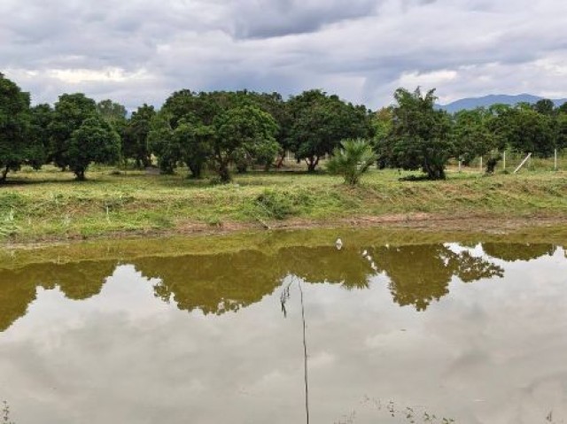 ขาย ที่ดิน ดอยหล่อ เชียงใหม่ 7 ไร่ 2 งาน 36 ตร.ว. ติดถนนทางหลวง 3096 สวนลำไยพร้อมเก็บผลผลิต น้ำสมบูรณ์ เหมาะทำเกษตร/โคกหนองนา/รีสอร์ท