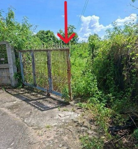 ขายที่ดินเปล่า 252ตรว. 1.26ลบ. ถนน น้ำ ไฟฟ้า ใกล้ 4แยกไฟแดง รพ.สันป่าตอง หลัง รร. ทุ่งฟ้าบด หมู่5 ต.มะขามหลวง อ.สันป่าตอง เชียงใหม่