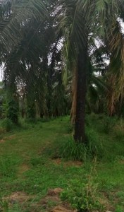ขายที่ดินหนองอิรุณชลบุรี ที่ดินเนินโมก 10 ไร่ ต.หนองอิรุณ อ.บ้านบึง จ.ชลบุรี พื้นที่สีเหลือง( แบ่งขายได้ )