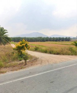 ขายที่ดินคลองกิ่วบ้านบึงชลบุรี บนเนื้อที่ 311-2-50 ไร่ ผังเมืองสีเหลือง เหมาะทำโกดัง คลังสินค้า โรงงาน หรือ พัฒนาด้านอื่นๆ