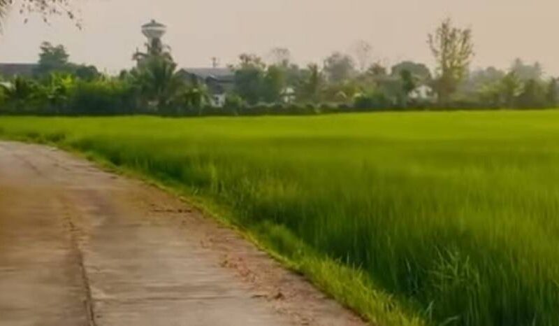 ขายที่ดินแปลงสวย ทำเลดี ตำบลสันกลาง อำเภอพาน จังหวัดเชียงราย เดินทางสะดวก ใกล้ถนนสายหลัก