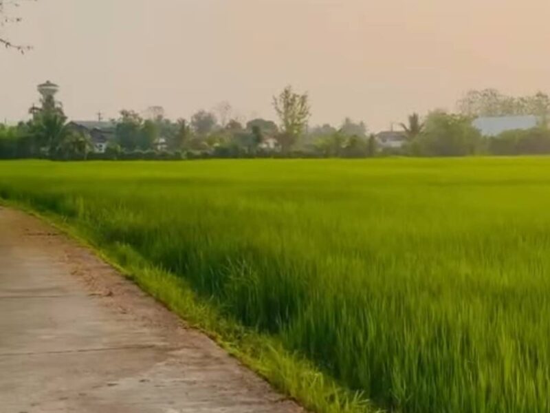 ขายที่ดินแปลงสวย ทำเลดี ตำบลสันกลาง อำเภอพาน จังหวัดเชียงราย เดินทางสะดวก ใกล้ถนนสายหลัก