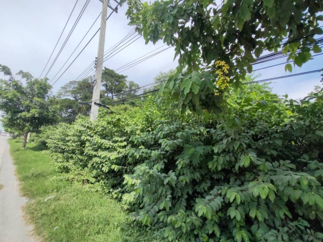 สะสมที่ดินทำเลเด่น! แปลงสวย 100 ตร.วา ติดถนนมาลัยแมน ใกล้แยกวังขอน สุพรรณบุรี