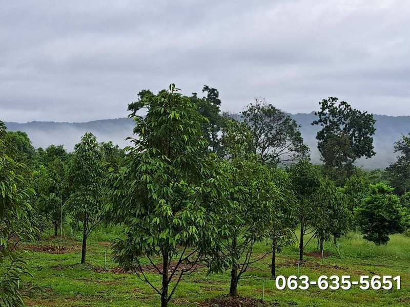 ขายสวนทุเรียนทำเลดี ราคาเบา ๆ ต.ดงขี้เหล็ก อ.เมืองปราจีนบุรี โฉนดครุฑแดง พร้อมโอน เหมาะทำบ้านสวน ปลูกผลไม้