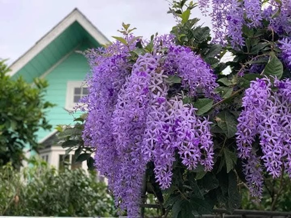 ขายบ้านสวน ไทรน้อย นนทบุรี (2.2 ลบ ลดจาก 2.65 ลบ) พร้อมไม้ดอกผลไม้ มีวิวทุ่งนา ใกล้วัดมะสง ไม่ไกลจากกรุงเทพฯ โทร 0852619111
